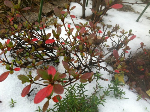 hassho-en201312142