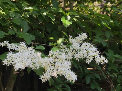 hassho-en201806055