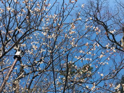 hassho-en202103100